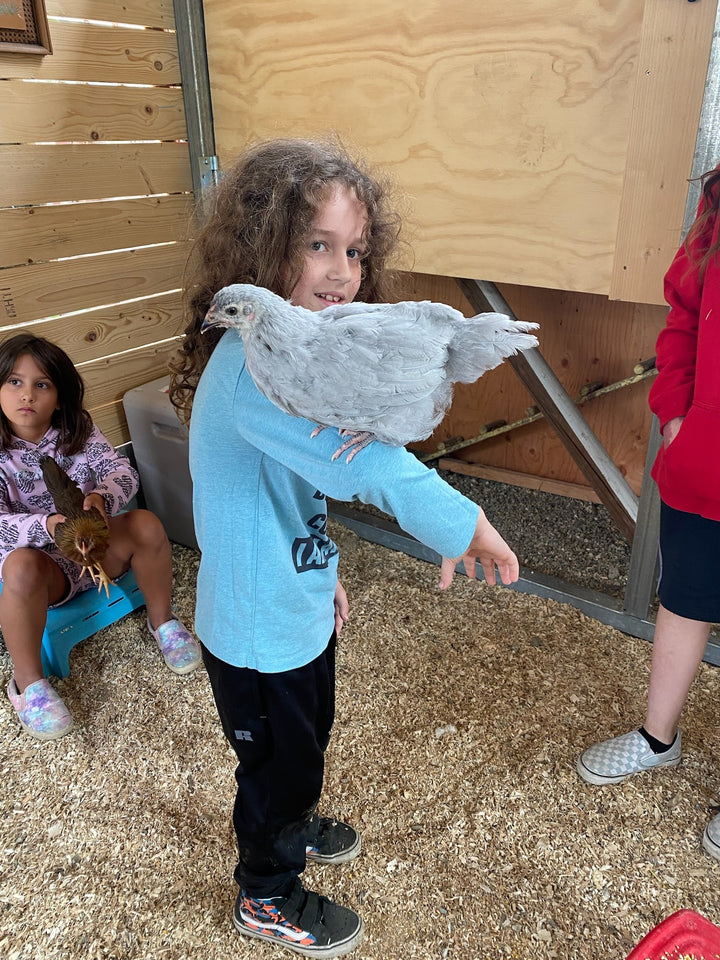 April 2024: Chickens & Eggs | Home School Courses
