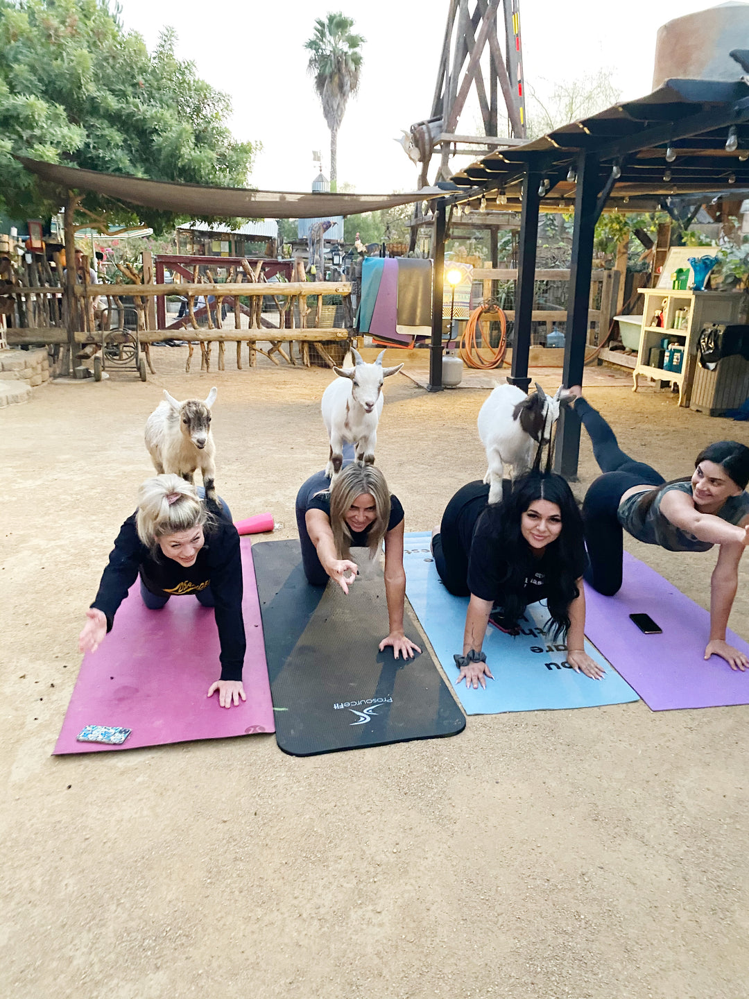 Yin Yoga with Baby Goats